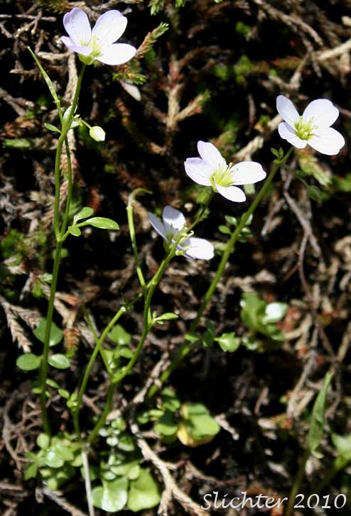 Saddle Mountain Bittercress: Cardamine pattersonii