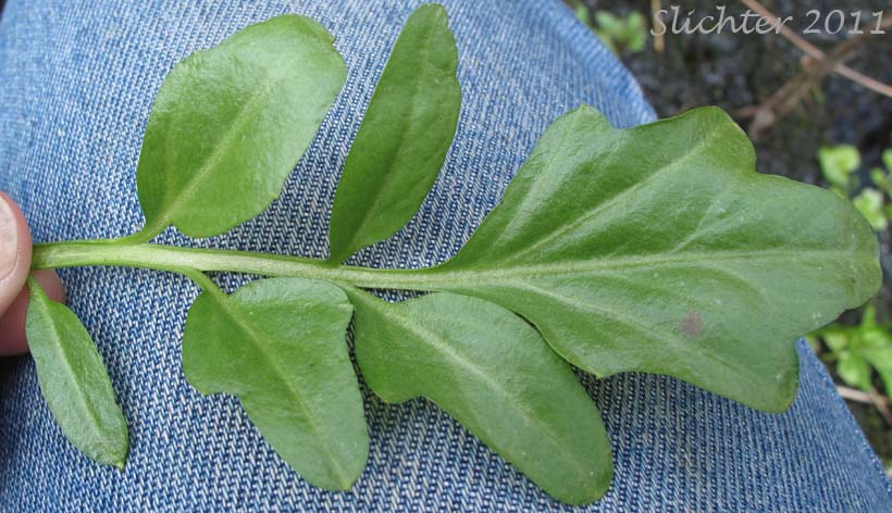 Stem leaf of Willamette Valley Bittercress, Wetlands Bittercress: Cardamine penduliflora