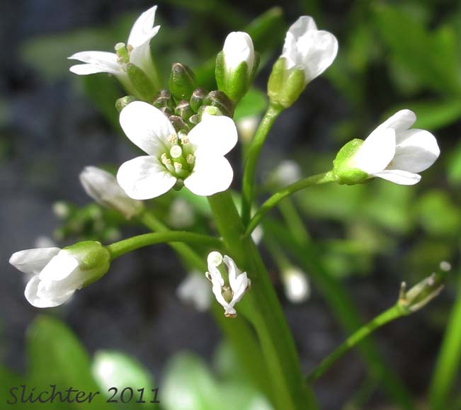 Close-up of the inflorescence of Willamette Valley Bittercress, Wetlands Bittercress: Cardamine penduliflora