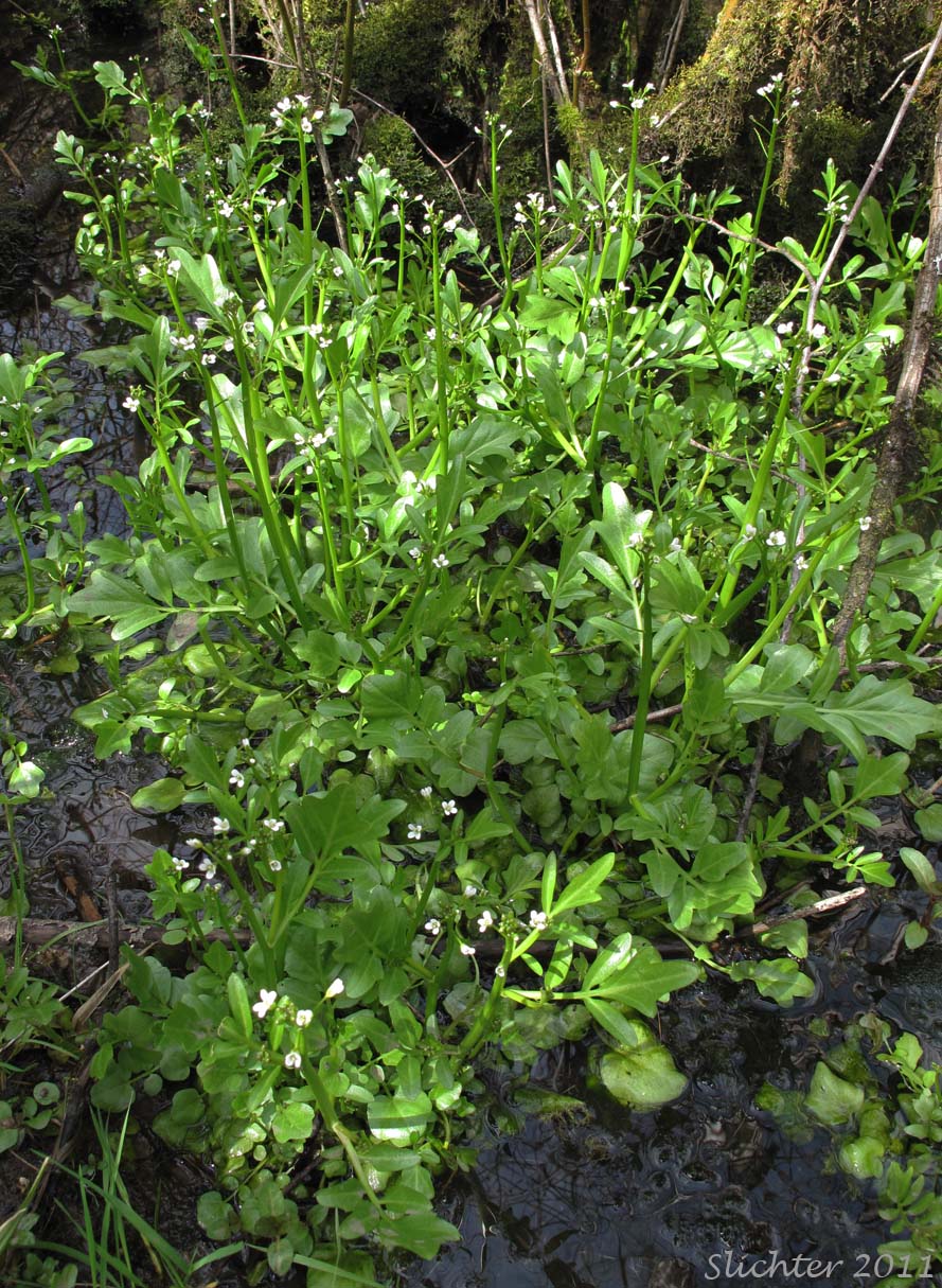 Willamette Valley Bittercress, Wetlands Bittercress: Cardamine penduliflora