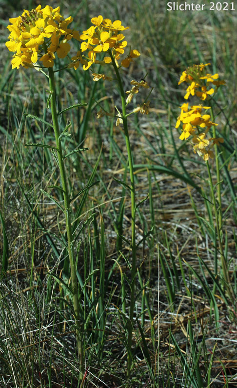 Prairie Rocket, Rough Wallflower, Doutlas' Wallflower, Western Wallflower, Sanddune Wallflower: Erysimum capitatum var. capitatum (Synonyms: Erysimum asperum, Erysimum asperum, Erysimum asperum var. capitatum, Erysimum capitatum ssp. capitatum)