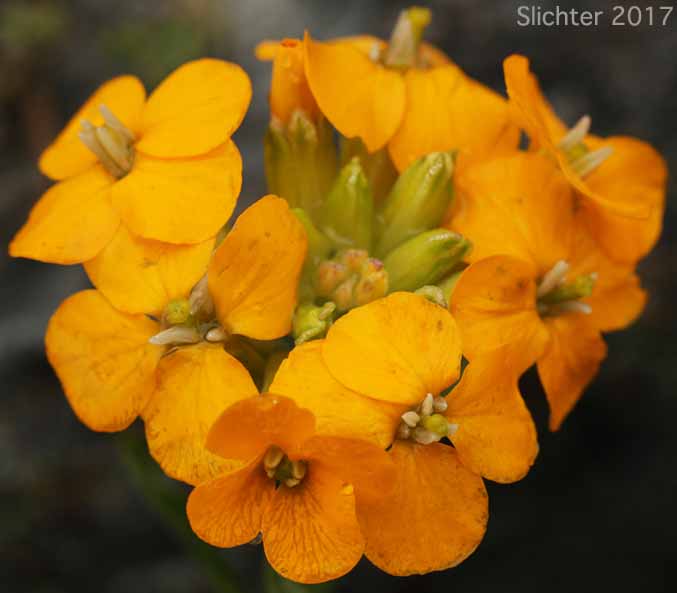 Inflorescence of Prairie Rocket, Rough Wallflower, Doutlas' Wallflower, Western Wallflower, Sanddune Wallflower: Erysimum capitatum var. capitatum (Synonyms: Erysimum asperum, Erysimum asperum, Erysimum asperum var. capitatum, Erysimum capitatum ssp. capitatum)