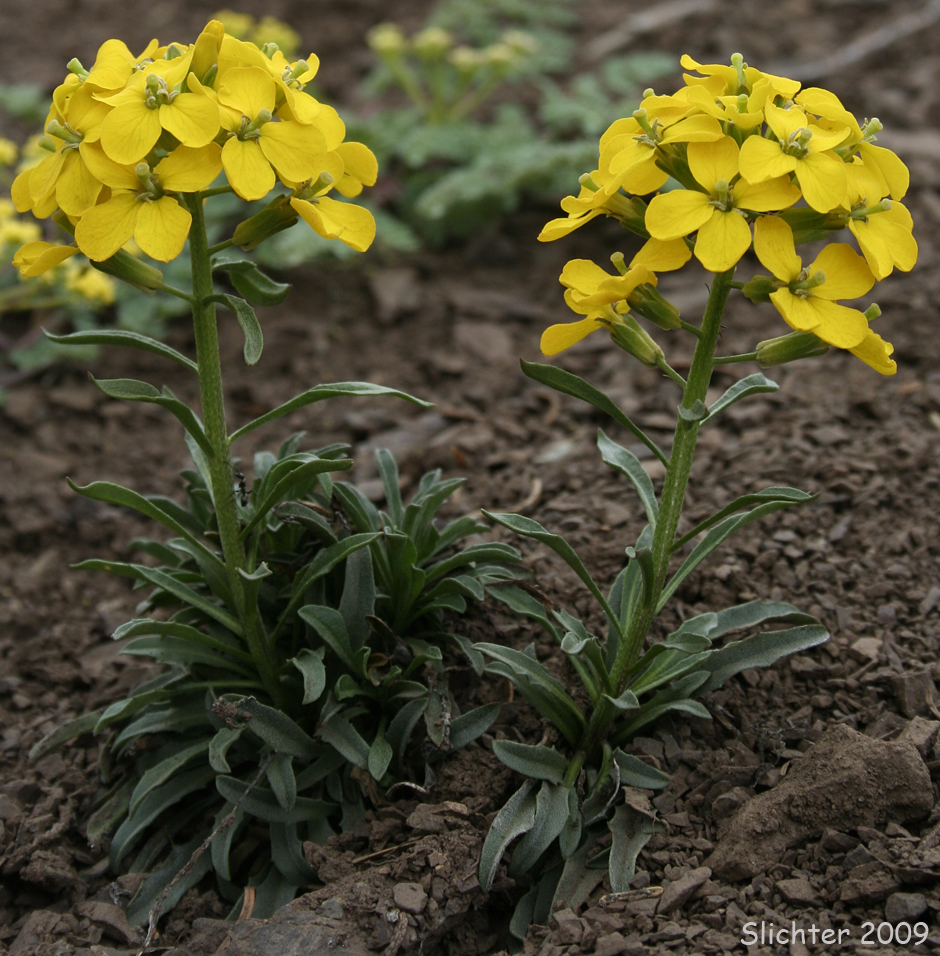 Prairie Rocket, Rough Wallflower: Erysimum capitatum var. capitatum (Synonym: Erysimum asperum)