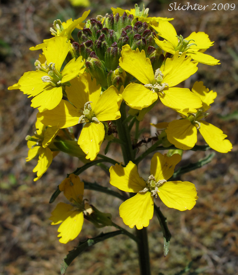 Synonyms: Erysimum asperum, Erysimum asperum, Erysimum asperum var. capitatum, Erysimum capitatum ssp. capitatum
