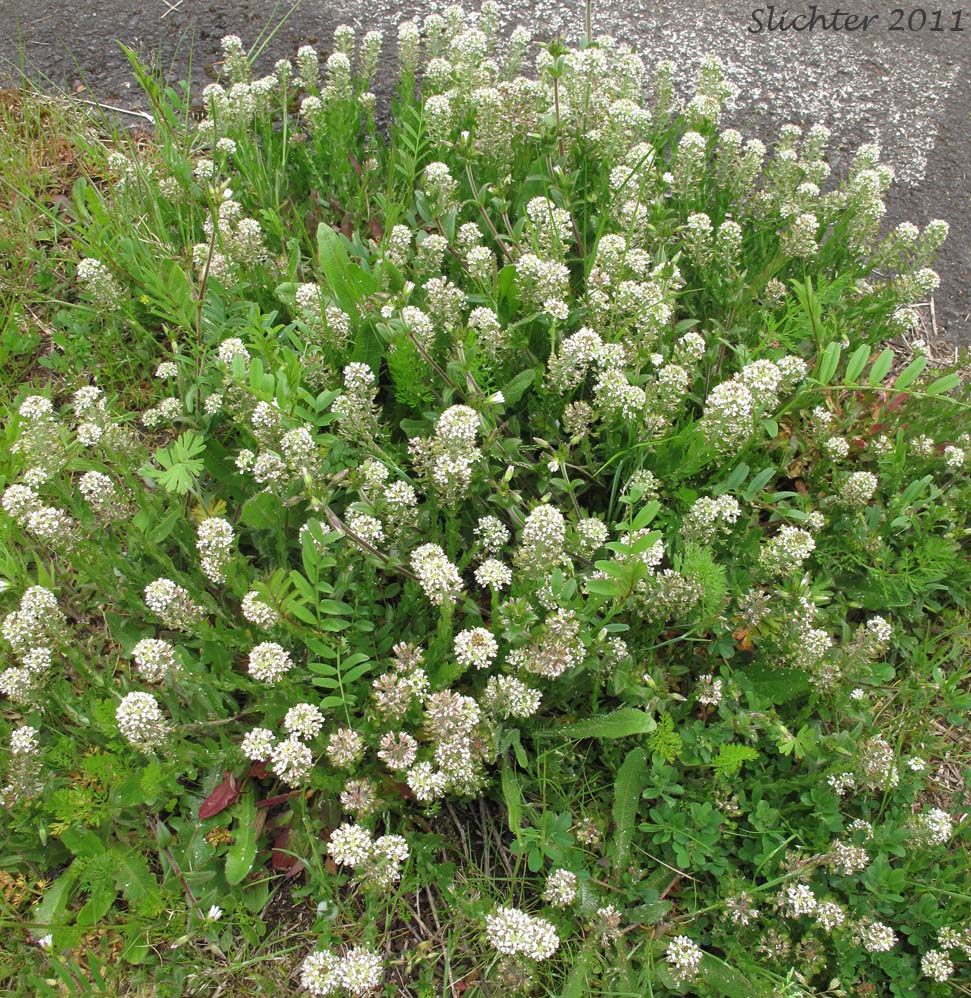 Field Cress, Field Peppergrass, Field Pepperweed, Field Pepperwort, Pepperwort: Lepidium campestre (Synonyms: Neolepia campestre, Thlaspi campestre)