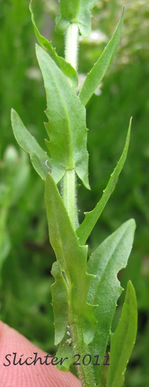 Close-up of the stem leaves of Field Cress, Field Peppergrass, Field Pepperweed, Field Pepperwort, Pepperwort: Lepidium campestre (Synonyms: Neolepia campestre, Thlaspi campestre)