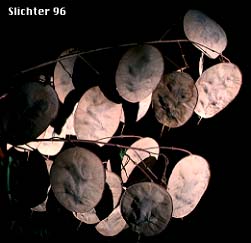 Fruits of Annual Honesty, Honesty, Money-plant, Money Plant, Satin Flower, Silver Dollar Plant: Lunaria annua (Synonyms: Lunaria biennis, Lunaria inodora)