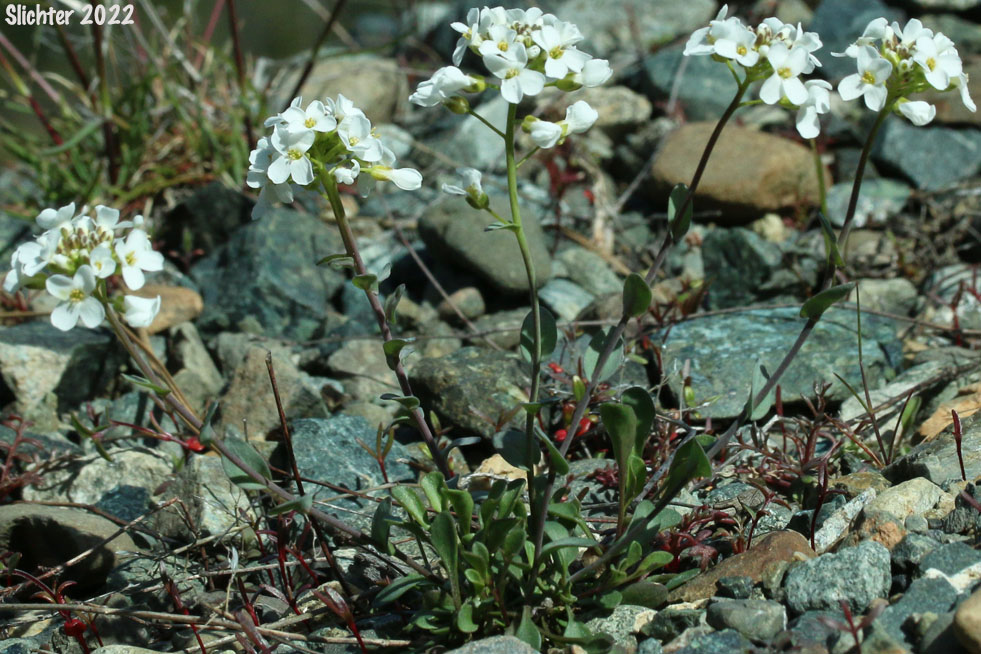 Siskiyou Pennycress: Noccaea fendleri ssp. siskiyouensis (Synonym: Thlaspi montanum var. siskiyouense)