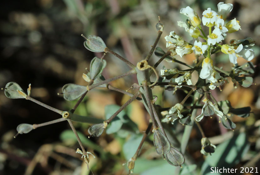 Siskiyou Pennycress: Noccaea fendleri ssp. siskiyouensis (Synonym: Thlaspi montanum var. siskiyouense)
