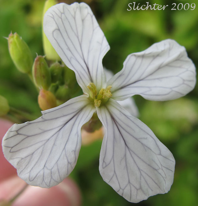 Flower of Jointed Charlock, Wild Radish: Raphanus raphanistrum