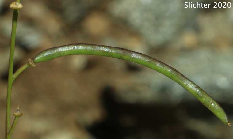 Contorted Streptanthus, Mounted Jewelflower, Mountain Jewel Flower, Shieldplant: Streptanthus tortuosus (Synonyms: Streptanthus tortuosus var. orbiculatus , Streptanthus tortuosus var. tortuosus)