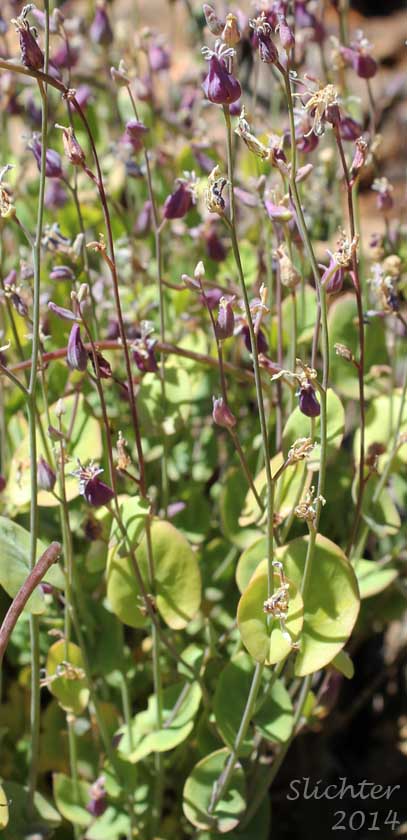 Contorted Streptanthus, Mounted Jewelflower, Mountain Jewel Flower, Shieldplant: Streptanthus tortuosus (Synonyms: Streptanthus tortuosus var. orbiculatus , Streptanthus tortuosus var. tortuosus)
