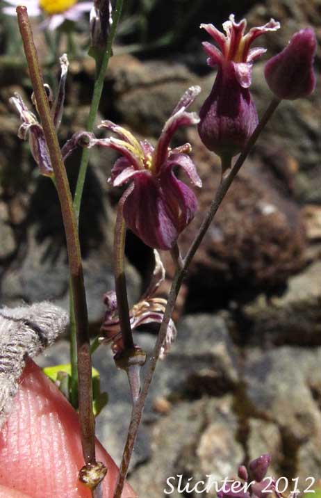 Contorted Streptanthus, Mounted Jewelflower, Mountain Jewel Flower, Shieldplant: Streptanthus tortuosus (Synonyms: Streptanthus tortuosus var. orbiculatus , Streptanthus tortuosus var. tortuosus)