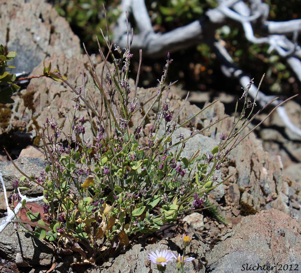 Contorted Streptanthus, Mounted Jewelflower, Mountain Jewel Flower, Shieldplant: Streptanthus tortuosus (Synonyms: Streptanthus tortuosus var. orbiculatus , Streptanthus tortuosus var. tortuosus)