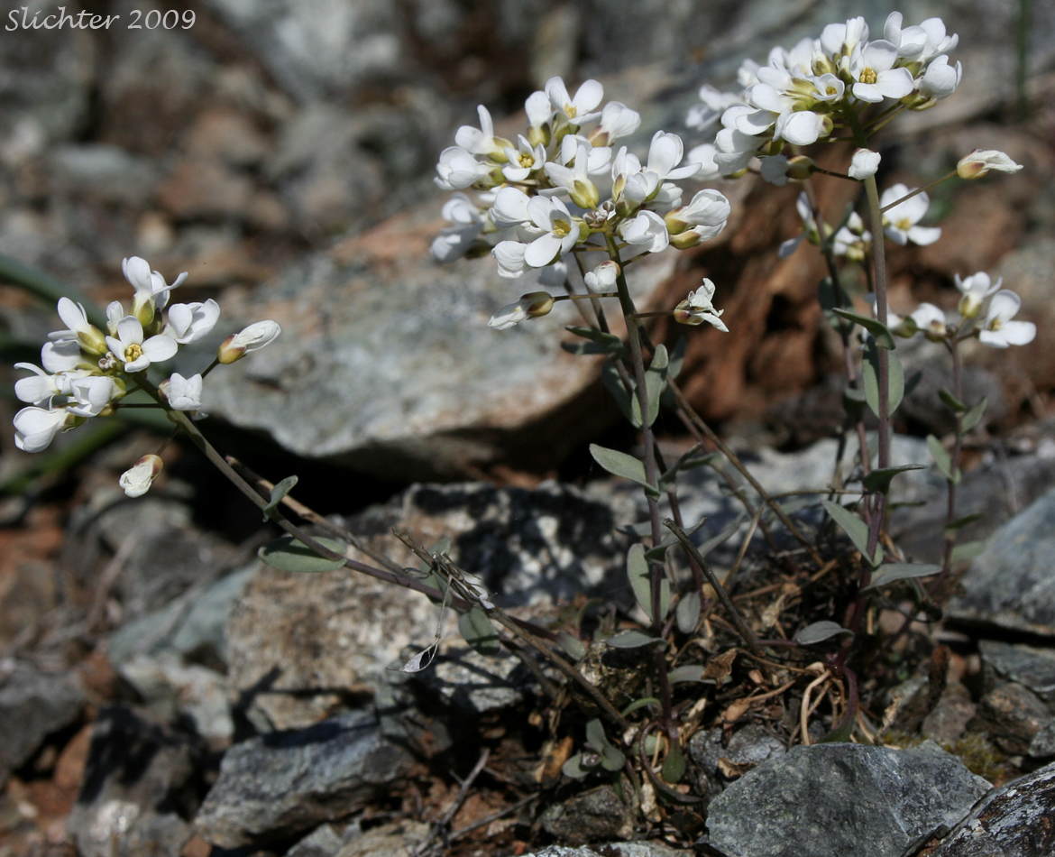 Siskiyou Pennycress: Noccaea fendleri ssp. siskiyouensis (Synonym: Thlaspi montanum var. siskiyouense)