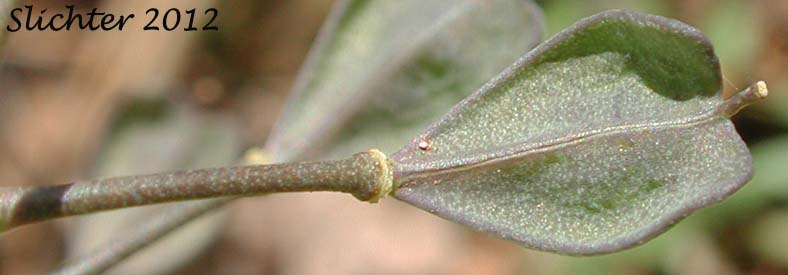 Fruit of Siskiyou Pennycress: Noccaea fendleri ssp. siskiyouensis (Synonym: Thlaspi montanum var. siskiyouense)