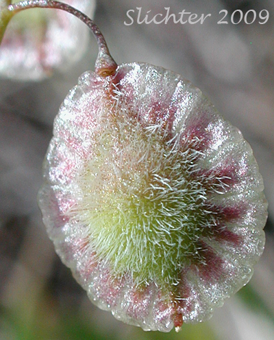 Seed pod of Fringepod, Sand Fringepod, Hairy Fringepod, Lacepod: Thysanocarpus curvipes (Synonyms: Thysanocarpus curvipes var. curvipes, Thysanocarpus curvipes var. elegans)