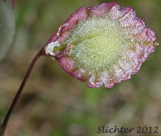 Pod of Large Fringepod, Ribbed Fringepod: Thysanocarpus radians