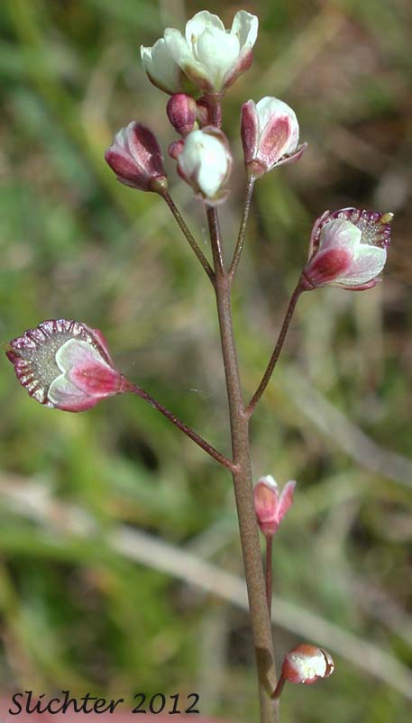 Large Fringepod, Ribbed Fringepod: Thysanocarpus radians