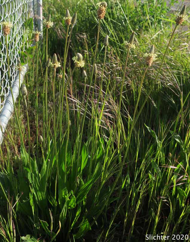 English Plantain, Buckhorn Plantain, Narrowleaf Plantain: Plantago lanceolata