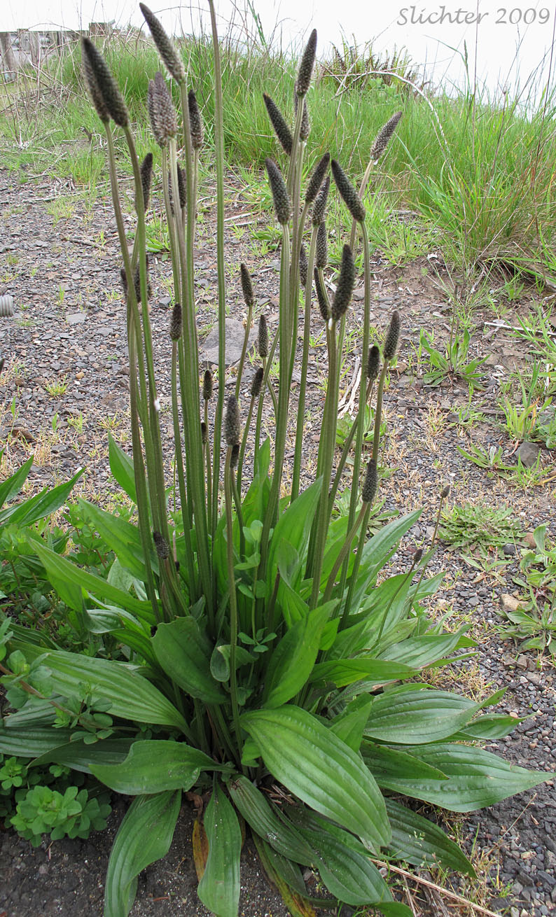 English Plantain, Buckhorn Plantain, Narrowleaf Plantain: Plantago lanceolata