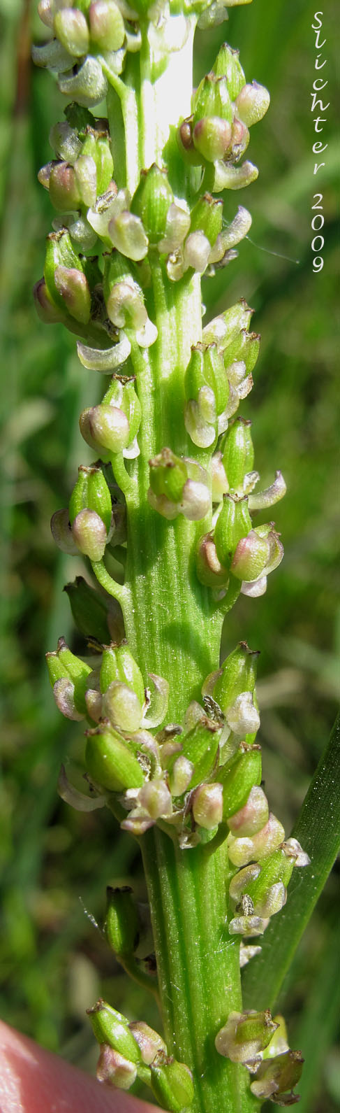 Inflorescence of Goosetongue Seaside Plantain, Seaside Plantain, Salt Marsh Plantain: Plantago maritima var. juncoides (Synonym: Plantago juncoides, Plantago juncoides var. juncoides, Plantago maritima ssp. juncoides)