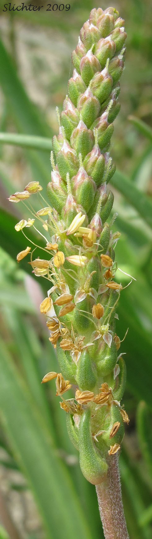 Inflorescence of Goosetongue Seaside Plantain, Seaside Plantain, Salt Marsh Plantain: Plantago maritima var. juncoides (Synonym: Plantago juncoides, Plantago juncoides var. juncoides, Plantago maritima ssp. juncoides)