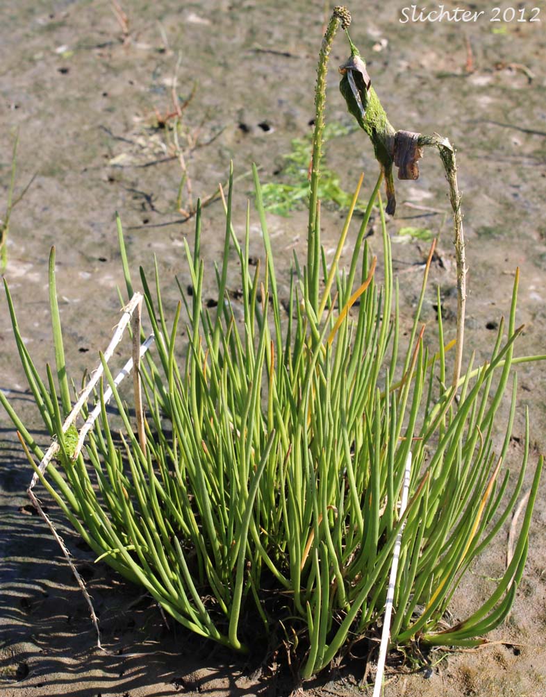Goosetongue Seaside Plantain, Seaside Plantain, Salt Marsh Plantain: Plantago maritima var. juncoides (Synonym: Plantago juncoides, Plantago juncoides var. juncoides, Plantago maritima ssp. juncoides)