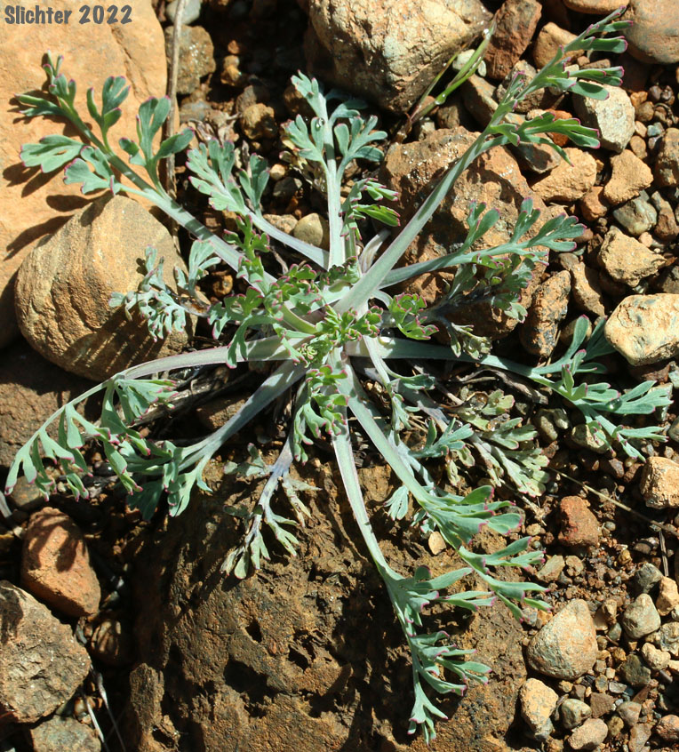 Basal leaf rosette of California Poppy, Golden Poppy: Eschscholzia californica (Synonyms: Eschscholzia californica ssp. californica, Eschscholzia californica var. crocea, Eschscholzia californica var. douglasii)