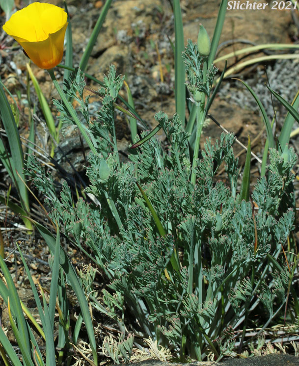 California Poppy, Golden Poppy: Eschscholzia californica (Synonyms: Eschscholzia californica ssp. californica, Eschscholzia californica var. crocea, Eschscholzia californica var. douglasii)