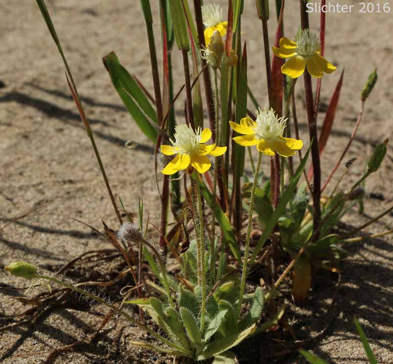 Cream Cups: Platystemon californicus (Synonyms: Platystemon californicus var. ciliatus, Platystemon californicus var. crinitus, Platystemon californicus var. horridulus, Platystemon californicus var. nutans, Platystemon californicus var. ornithopus, Platystemon californicus var. sphaerocarpus, Platystemon crinitus)