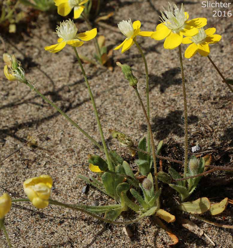 Cream Cups: Platystemon californicus (Synonyms: Platystemon californicus var. ciliatus, Platystemon californicus var. crinitus, Platystemon californicus var. horridulus, Platystemon californicus var. nutans, Platystemon californicus var. ornithopus, Platystemon californicus var. sphaerocarpus, Platystemon crinitus)