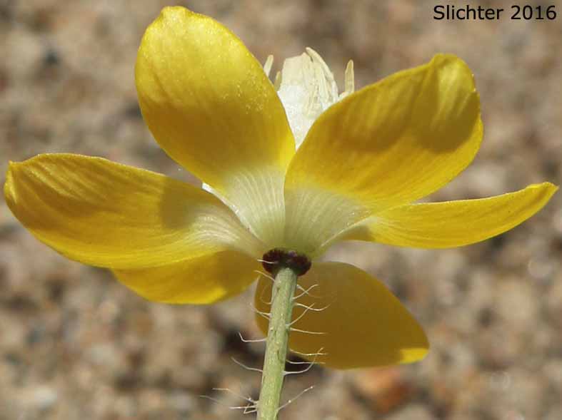 Cream Cups: Platystemon californicus (Synonyms: Platystemon californicus var. ciliatus, Platystemon californicus var. crinitus, Platystemon californicus var. horridulus, Platystemon californicus var. nutans, Platystemon californicus var. ornithopus, Platystemon californicus var. sphaerocarpus, Platystemon crinitus)