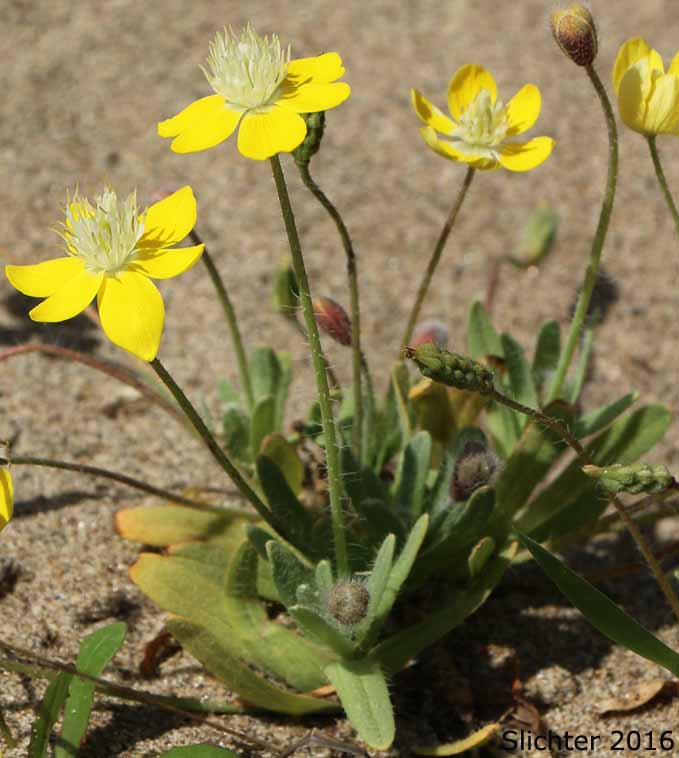 Cream Cups: Platystemon californicus (Synonyms: Platystemon californicus var. ciliatus, Platystemon californicus var. crinitus, Platystemon californicus var. horridulus, Platystemon californicus var. nutans, Platystemon californicus var. ornithopus, Platystemon californicus var. sphaerocarpus, Platystemon crinitus)