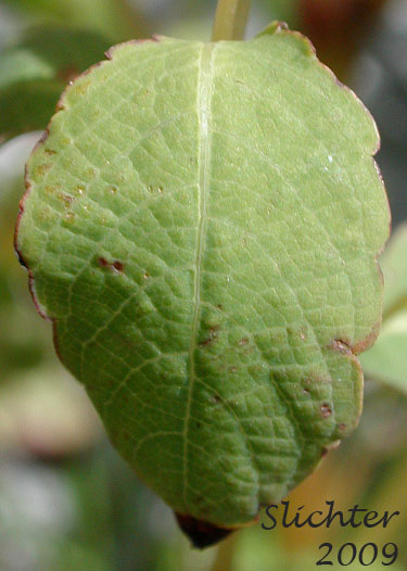 Stem leaf of Orange Balsam, Spotted Jewelweed, Spotted Touch-me-not, Spotted Touch-me-not Jewelweed: Impatiens capensis (Synonyms: Impatiens biflora, Impatiens capensis f. albiflora, Impatiens capensis f. citrina, Impatiens capensis f. immaculata, Impatiens capensis f. peasei, Impatiens capensis f. platymeris, Impatiens fulva, Impatiens noli-tangere ssp. biflora, Impatiens nortonii)