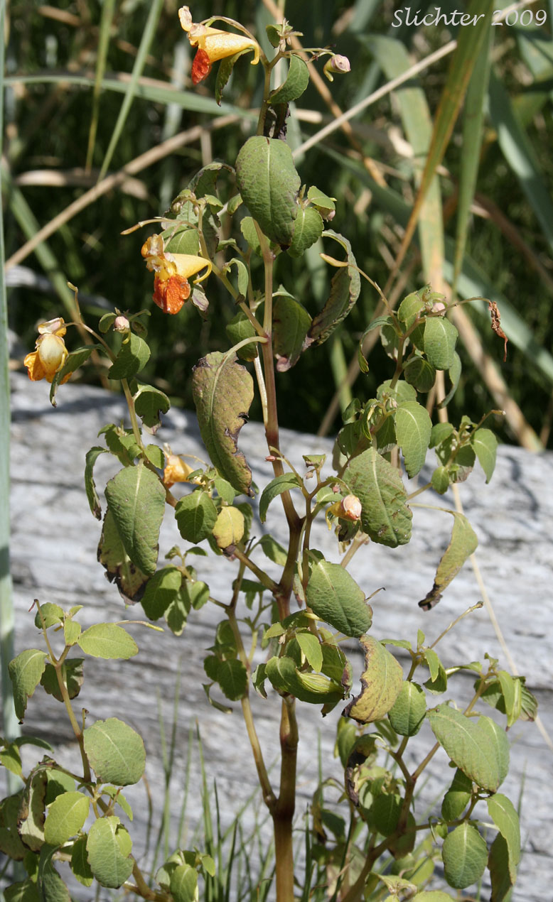 Orange Balsam, Spotted Jewelweed, Spotted Touch-me-not, Spotted Touch-me-not Jewelweed: Impatiens capensis (Synonyms: Impatiens biflora, Impatiens capensis f. albiflora, Impatiens capensis f. citrina, Impatiens capensis f. immaculata, Impatiens capensis f. peasei, Impatiens capensis f. platymeris, Impatiens fulva, Impatiens noli-tangere ssp. biflora, Impatiens nortonii)