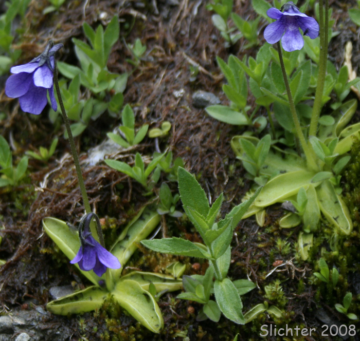 Common Butterwort: Pinguicula vulgaris