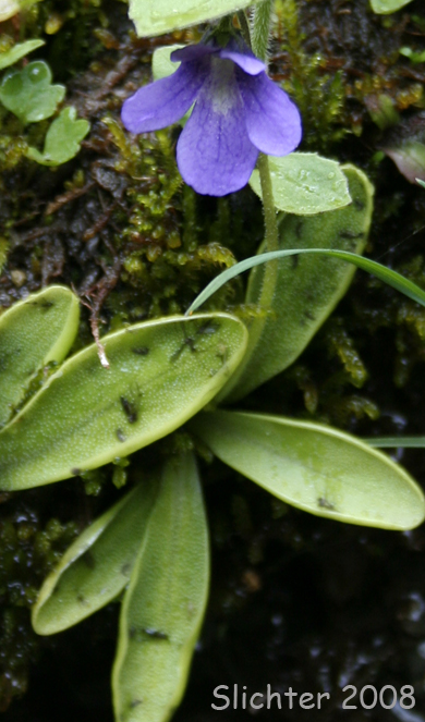 Common Butterwort: Pinguicula vulgaris