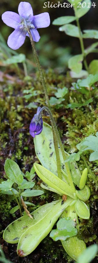 Butterwort, Common Butterwort, Horned Butterwort: Pinguicula vulgaris ssp. macroceras (Synonyms: Pinguicula macroceras, Pinguricula macroceras var. macroceras, Pinguicula vulgaris, Pinguicula vulgaris ssp. macroceras)