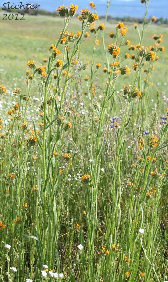 Common Fiddleneck, Fireweed Fiddleneck, Rancher's Fireweed: Amsinckia intermedia (Synonyms: Amsinckia intermedia var. intermedia, Amsinckia menziesii var. intermedia)