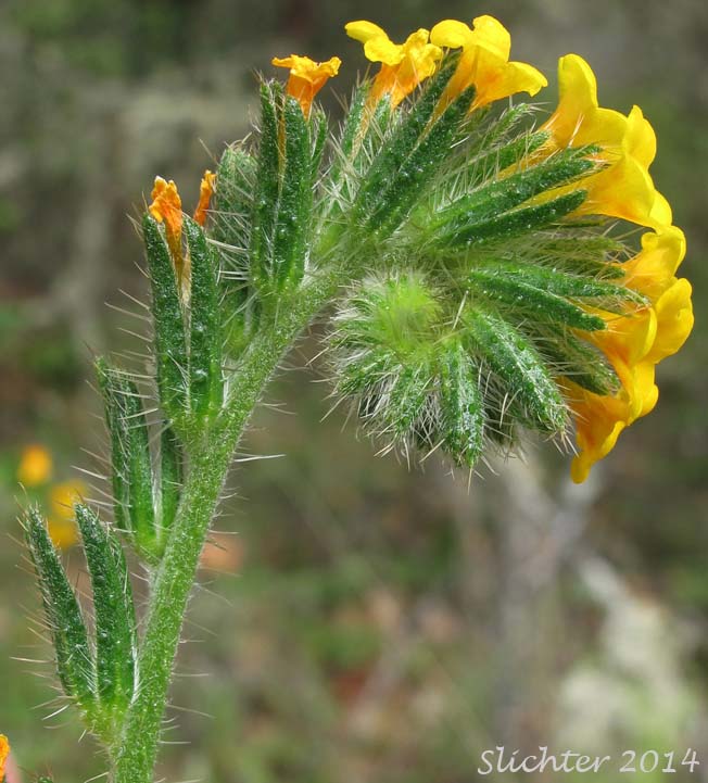 Common Fiddleneck, Fireweed Fiddleneck, Rancher's Fireweed: Amsinckia intermedia (Synonyms: Amsinckia intermedia var. intermedia, Amsinckia menziesii var. intermedia)