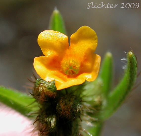 Flower of Common Fiddleneck, Fireweed Fiddleneck, Rancher's Fireweed: Amsinckia intermedia (Synonyms: Amsinckia intermedia var. intermedia, Amsinckia menziesii var. intermedia)