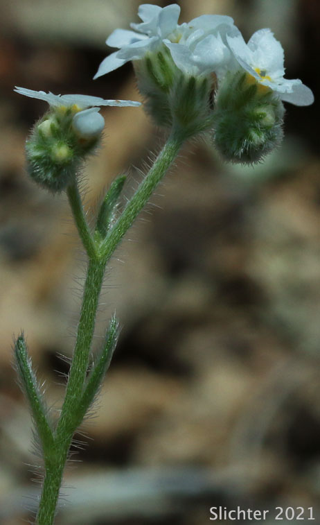 Clearwater Cryptantha, Large-flowered Cryptantha: Cryptantha grandiflora (Synonym: Cryptantha intermedia var. grandiflora)