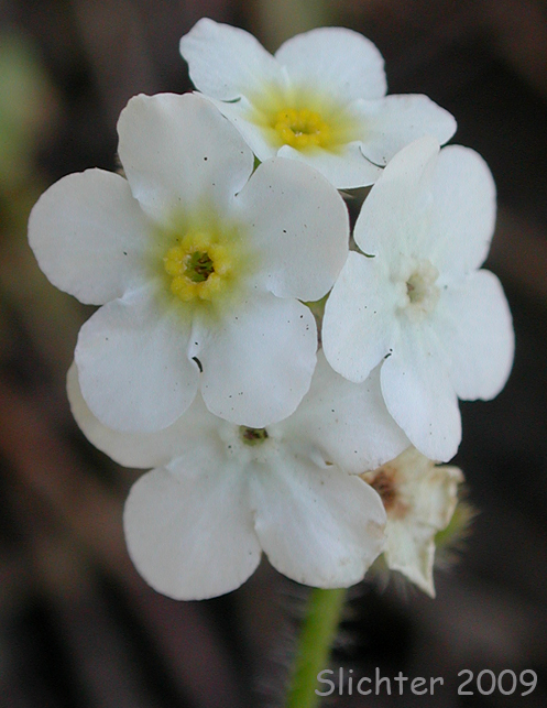 Common Cryptantha, Large-flowered Cryptantha, Clearwater Cryptantha, Clearwater Cat's Eye, Nievitas: Cryptantha intermedia var. intermedia (Synonym: Cryptantha fragilis)