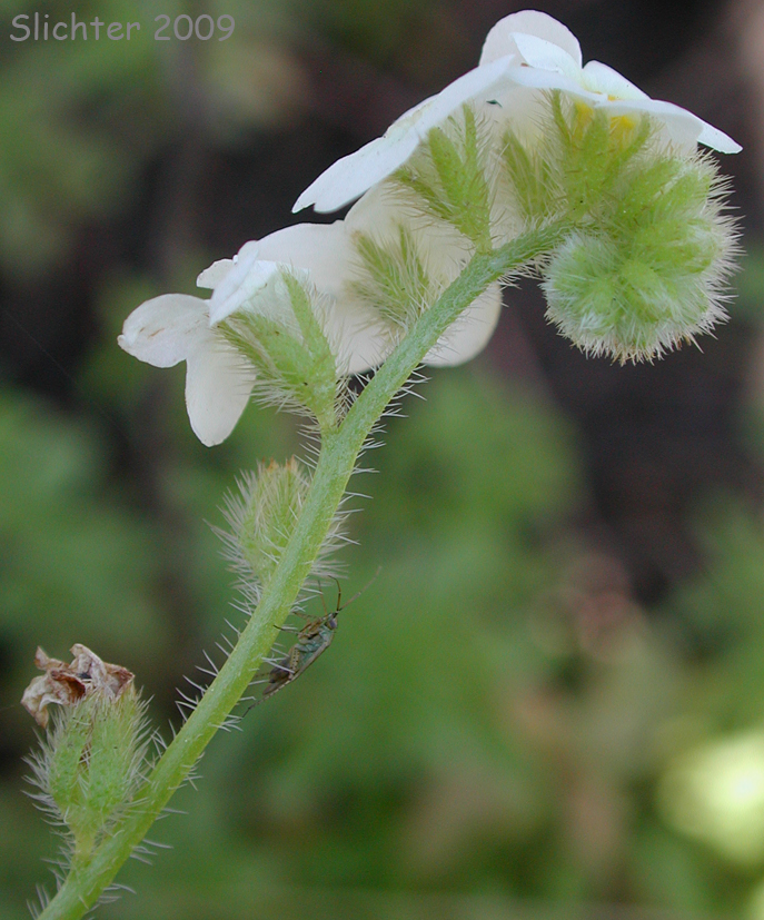 Common Cryptantha, Large-flowered Cryptantha, Clearwater Cryptantha, Clearwater Cat's Eye, Nievitas: Cryptantha intermedia var. intermedia (Synonym: Cryptantha fragilis)
