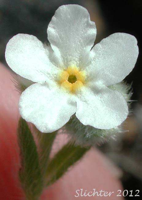 Close-up of a flower of Common Cryptantha, Large-flowered Cryptantha, Clearwater Cryptantha, Clearwater Cat's Eye, Nievitas: Cryptantha intermedia var. intermedia (Synonym: Cryptantha fragilis)