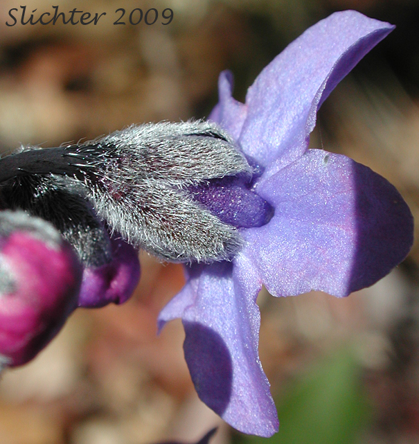 Close-up sideview of the flower and calyx of Adeline's Hound's-tongue, Great Hound's Tongue, Pacific Hound's-tongue, Pacific Hound's Tongue: Cynoglossum grande