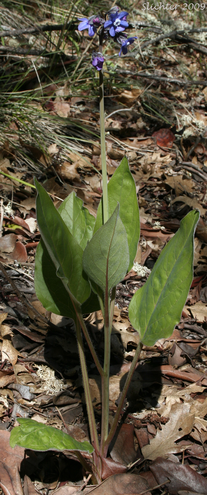 Adeline's Hound's-tongue, Great Hound's Tongue, Pacific Hound's-tongue, Pacific Hound's Tongue: Adelinia grandis (Synonym: Cynoglossum grande)
