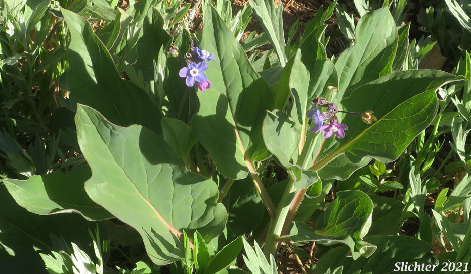 Adeline's Hound's-tongue, Great Hound's Tongue, Pacific Hound's-tongue, Pacific Hound's Tongue: Adelinia grandis (Synonym: Cynoglossum grande)