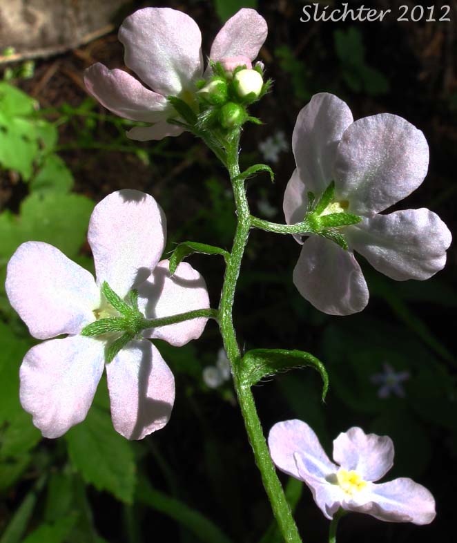 Inflorescence showing the sepals of Pink Stickseed, Pik-flowering Stickseed: Hackelia mundula